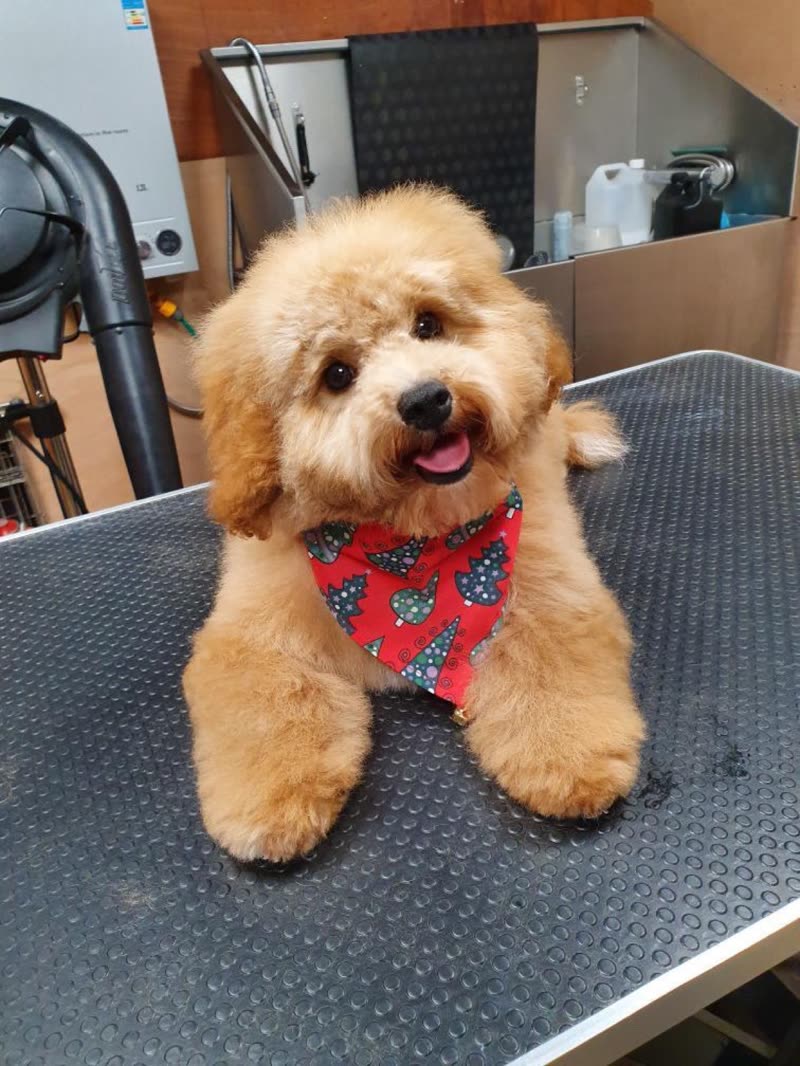 Freshly groomed apricot cockapoo in a red patterned bandana lying on the grooming table in the salon