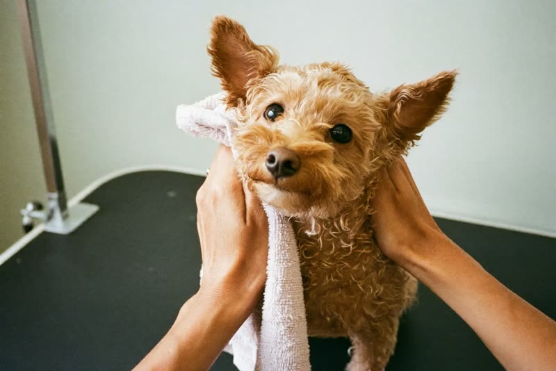 A small curly-coated dog being gently towel-dried on the grooming table