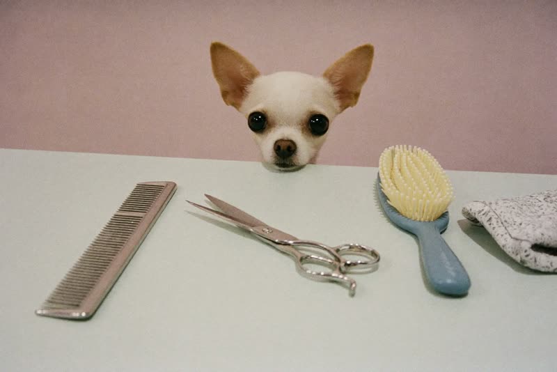 Clean grooming scissors, comb and slicker brush laid out on a grooming station