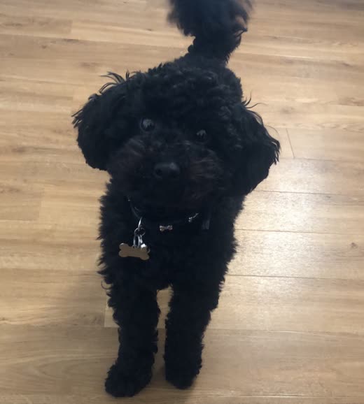 Black curly-coated poodle cross standing on a wooden floor after a full trim