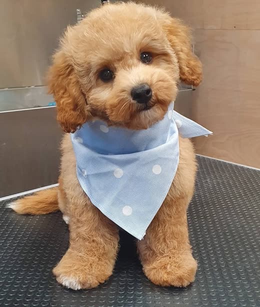 Apricot cavapoo in a pale blue polka-dot bandana sitting on the grooming table after a groom