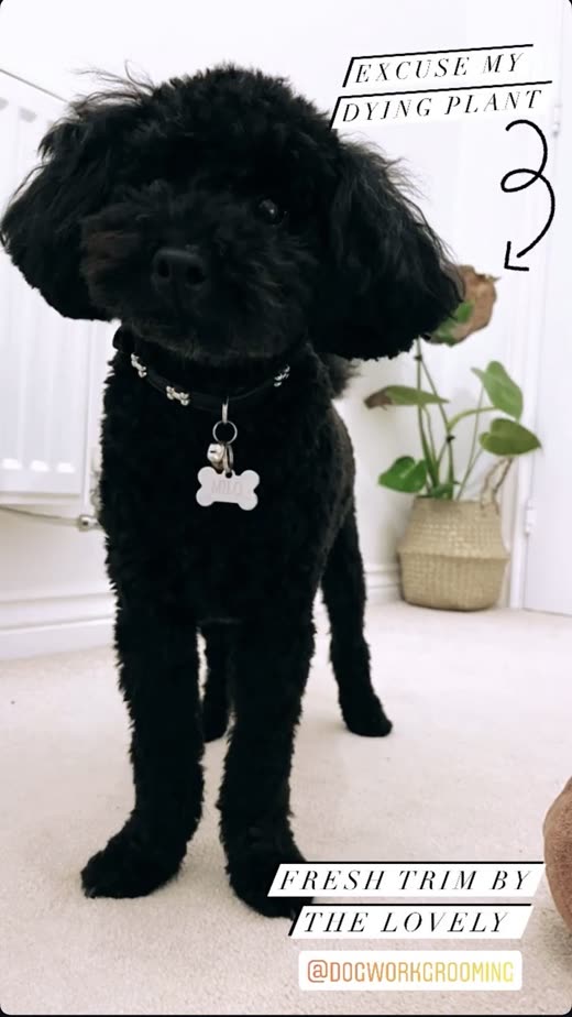 Black toy poodle with a fluffy, freshly scissored round head