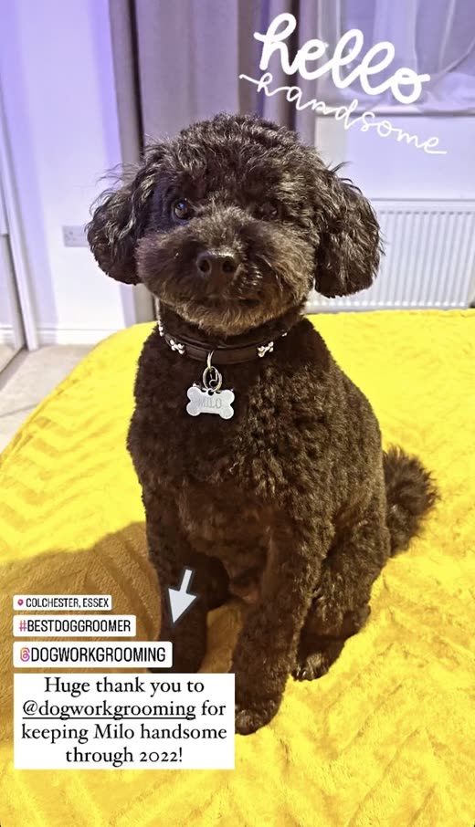 Dark chocolate poodle sitting on a yellow blanket after grooming