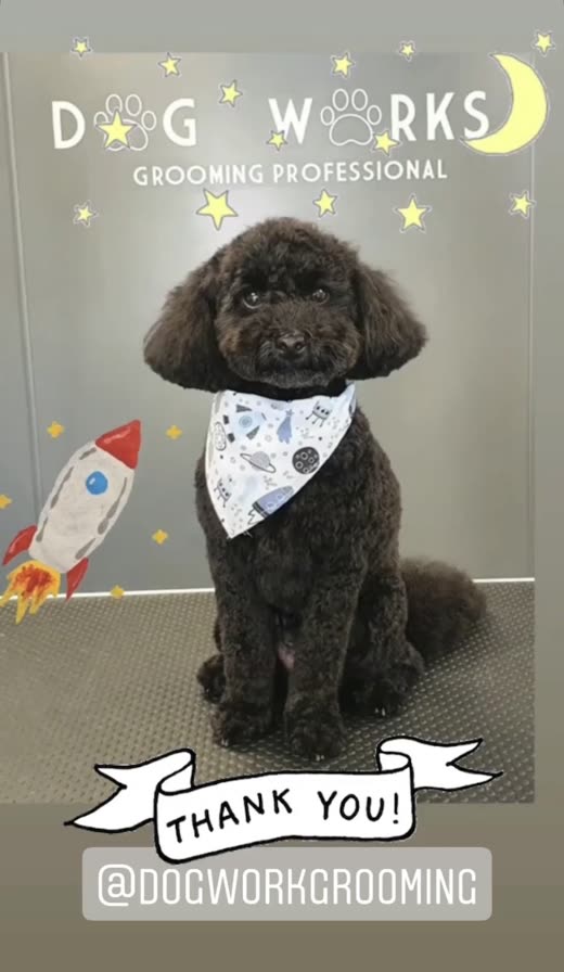 Dark brown toy poodle in a space-print bandana sitting in front of the salon backdrop